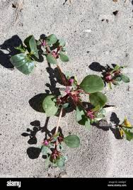 Image result for Trianthema portulacastrum