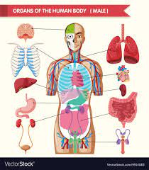 This article contains a list of organs of the human body. Chart Showing Organs Of Human Body Download A Free Preview Or High Quality Adobe Illustrator Ai Eps Pdf And In 2021 Human Body Human Body Organs Human Body Systems