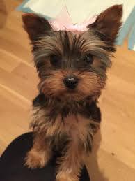 Breeds include poodle, labrador, staffordshire bull terrier and more. Gumtree Dogs Cheap Online
