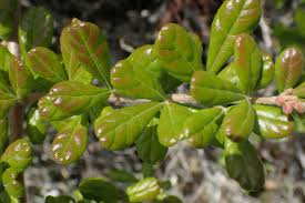 Image result for Searsia refracta