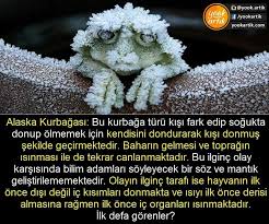 Alaska Kurbagasi Hayvan Kurbagalar Gercekler