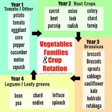Our backyard garden is 20′ x 25′ (500 sq. Vegetable Families And Crop Rotation Preparednessmama