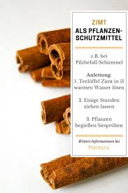 Zimt Im Garten Ein Sinnvoller Pflanzenschutz Plantura Pflanzen Ameisen Im Garten Schadlinge Im Garten