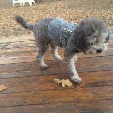 Browse thru our id verified puppy for sale listings to tags: Missing Gray Toy Poodle He S Blind Northaven And Web Chappel Dallas Area 2146627822 Dgznr 4883531705 Comm Craigslist Org Losing A Dog Old Toys Cute Toys