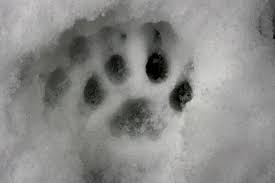 Mountain Lion Tracks Wilderness Awareness School Here you can explore hq paw print transparent illustrations, icons and clipart with filter setting like size, type, color etc. mountain lion tracks wilderness