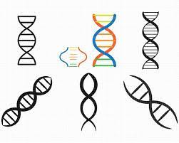Dna Strand Svg Bundle Dna Strand Svg Genes Svg Helix Svg Etsy In 2021 Svg Unique Items Products Etsy