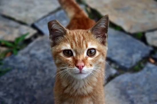 Frequently Asked Questions (FAQ) — Feral Cat Coalition of Oregon