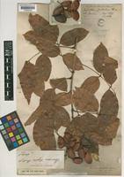 Image result for Connaraceae