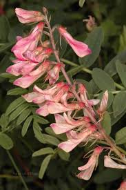 Image result for Indigofera microcalyx