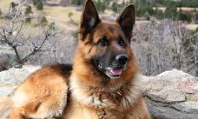 German shepherd puppies will vary in price from breeder to breeder based on experience, pedigree, and other factors. Five Peaks German Shepherds Trained German Shepherds For Sale