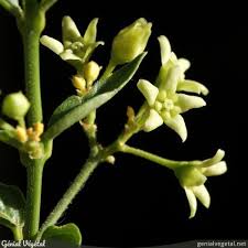 Image result for Vincetoxicum stenolobum