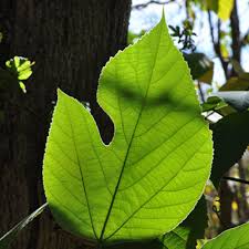 Image result for Moraceae