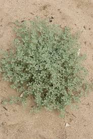 Image result for Glinus lotoides