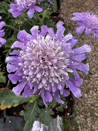 Image result for Scabiosa