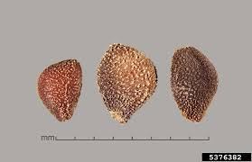 Image result for Convolvulus goyderi