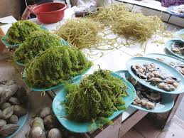 They apply to any food in malaysia prepared, produced or packaged for export. The Seaweed Resources Of Malaysia