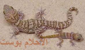 تفسير البرص الوزغ في الحلم تفسير البرص لكل حلم الاحلام بوست