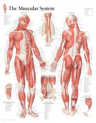 Reviews there are no reviews yet. Anatomical Wall Charts Scientific Publishing