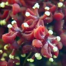 Image result for Sarcophyte