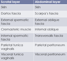 Testicular cancer is highly treatable, even when cancer has spread beyond the testicle. Disorders Of The Testicle Flashcards Quizlet