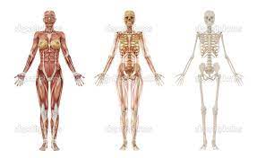 Pelvis, human skeleton, female pelvic bone anatomy, hip, 3d artwork, bones anatomy view, black background. Human Anatomy Female Female Human Female Skeleton