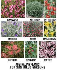 Australian Plants For Southern California Gardens Australian Plants Australian Garden Plants
