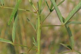 Image result for Crotalaria lanceolata