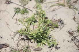 Image result for Vahlia