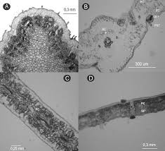 Image result for Stomatanthes sp.no.1