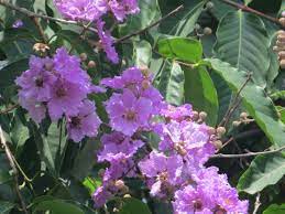 Flowering trees for sale philippines. 9 Philippine Native Trees Better Than Cherry Blossoms