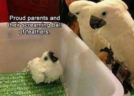 Pin On Funny Animals