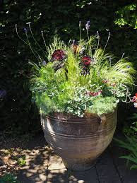 Some plants are naturally adapted to dry conditions, surviving with protection mechanisms such as desiccation tolerance, detoxification, or repair of xylem embolism. Dry Garden Cambridge Botanic Garden