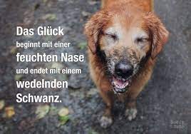 hundespruche buddy bello hundespruche hunde gedichte sprichworter