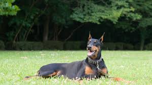 Your comments on the dobaman surname. Doberman Pinscher Dobie Full Profile History And Care