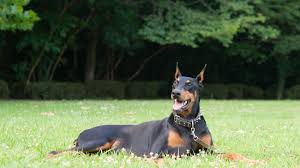 Doberman pinscher purebred 6 months old female. Doberman Pinscher Dobie Full Profile History And Care