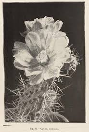 In 1937, Mexican botanist Helia Bravo Hollis published 𝘓𝘢𝘴  𝘤𝘢𝘤𝘵𝘢́𝘤𝘦𝘢𝘴 𝘥𝘦 𝘔𝘦́𝘹𝘪𝘤𝘰, placing her at the forefront of  global Cactaceae research. The first certified biologist of México, she  authored nearly 170 articles