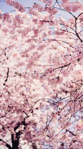 Portrait 4k wallpapers top free portrait 4k backgrounds source : Kirschbluten Wallpaper Free Landscape Photography Nature Landscape Photography Wallpaper Landscape Paintings Acrylic