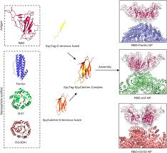 There are no stories available. Rapid Development Of Sars Cov 2 Receptor Binding Domain Conjugated Nanoparticle Vaccine Candidate Biorxiv