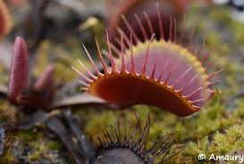 Ifullform.com is the largest online (acronym) full form list learning website, here you can learn and explore all full forms list in different category for. Amaury S Content Carnivorous Plants Uk
