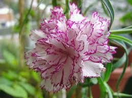 After the plants become established, fertilize them only during the growing season. Carnations Plant Care And Growing Guide