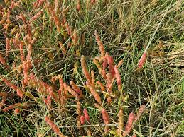 Image result for Sarcocornia perennis