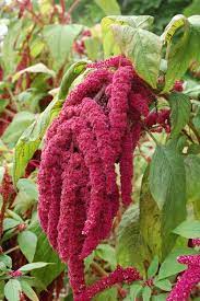 Knock out rose 1.5 gal. Amaranthus Caudatus Wikipedia