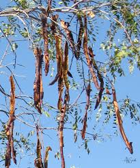 Image result for Cassia abbreviata