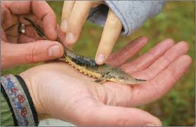 A Baby Lake Sturgeon Is Small Enough To Be Cradled In A