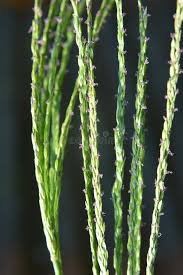 Image result for Digitaria sanguinalis