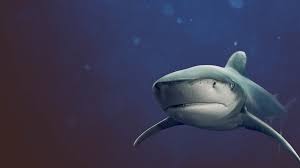 Image result for Shark