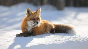 Winterbilder tiere als hintergrundbild / tiere im winter hintergrundbilder hd. Desktop Hintergrundbilder Fuchse Winter Schnee Tiere 1920x1080