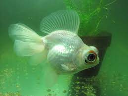 White Bubble Eye Demekin Site For Goldfish Keepers Goldfish Goldfish Art Aquarium Fish