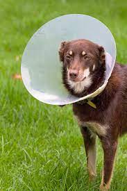 Elizabethan Collar Wikipedia