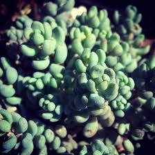 The 'major' has many erect horizontal creeping stems and overlapping opposite leaves which are tiny and. Sedum Dasyphyllum Major Cactus Jungle